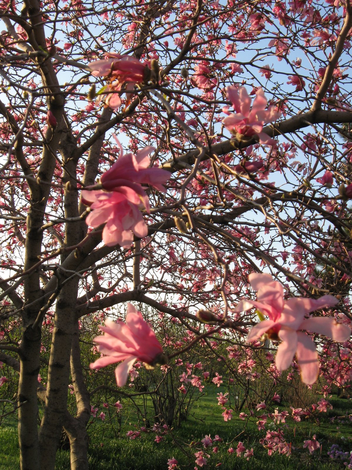 [Magnolia+twigs+pink.JPG]