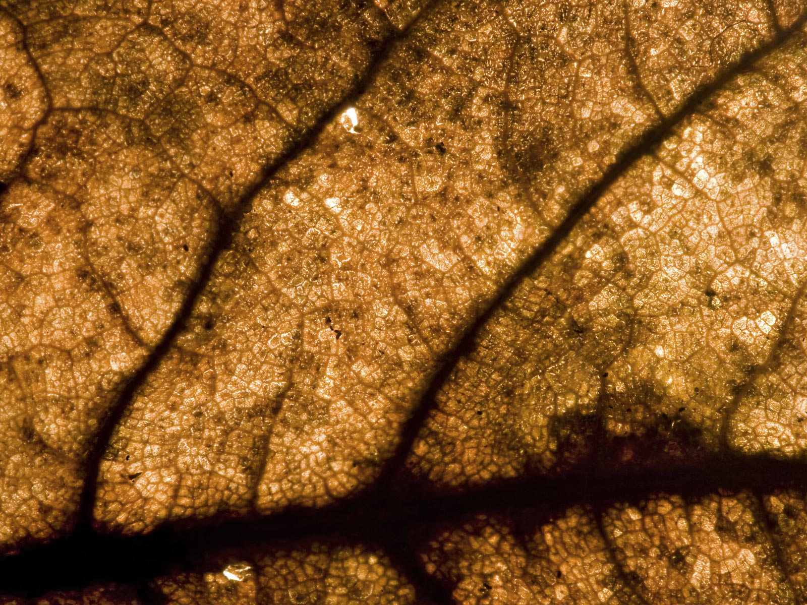 trololo blogg Red And Gold Wallpaper Uk