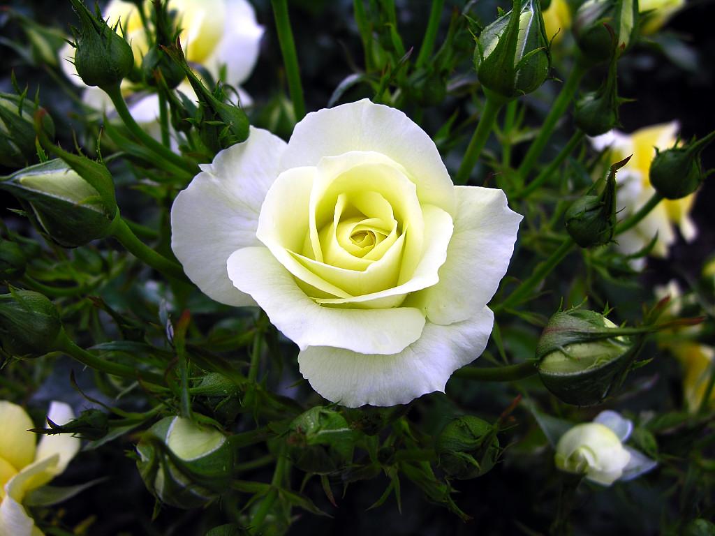 bunga warna putih