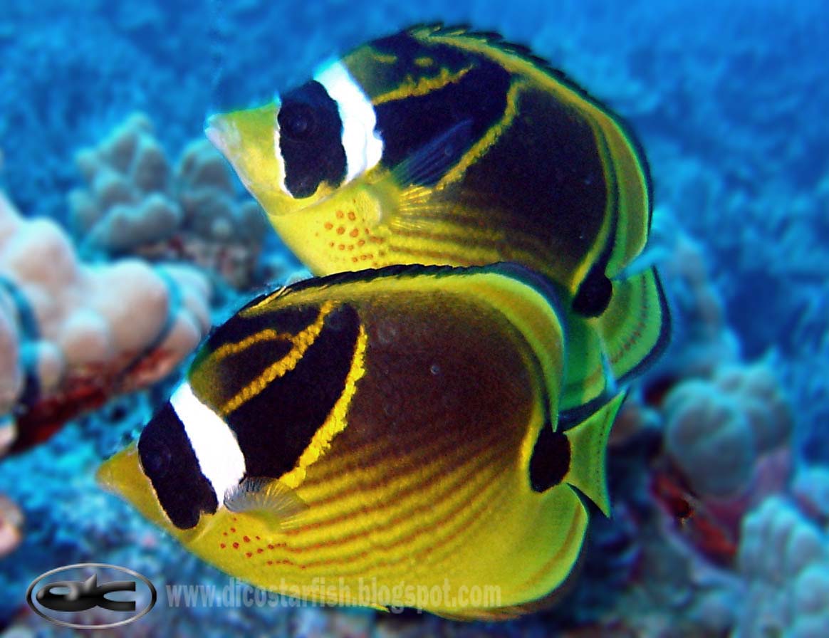 Ikan Di Laut