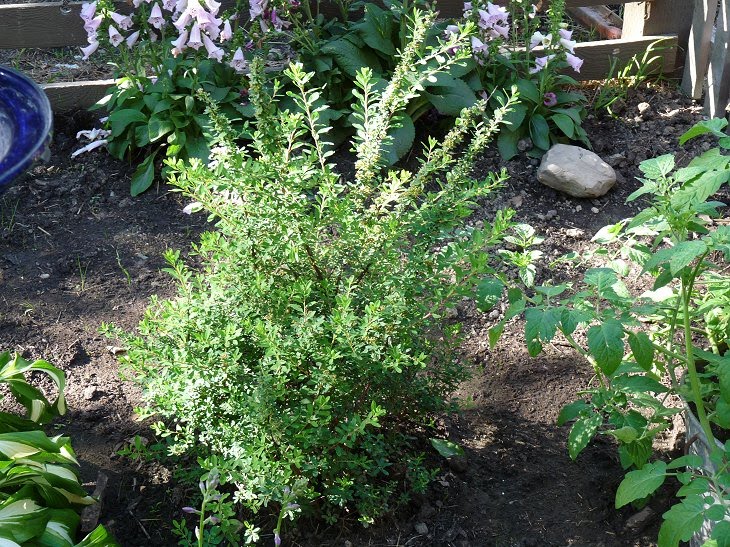 Spiraea Stock Photos Spiraea Stock Images Alamy