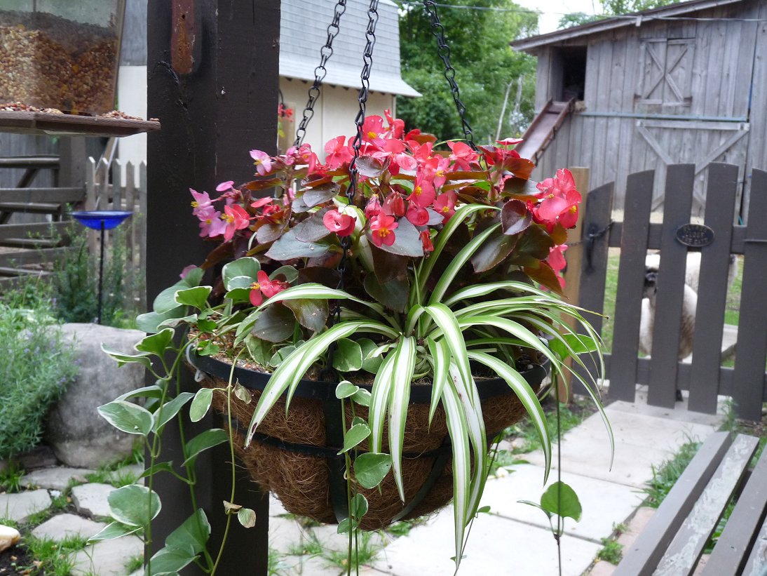 Hill Shepherd Autumn basket, Wax Begonias