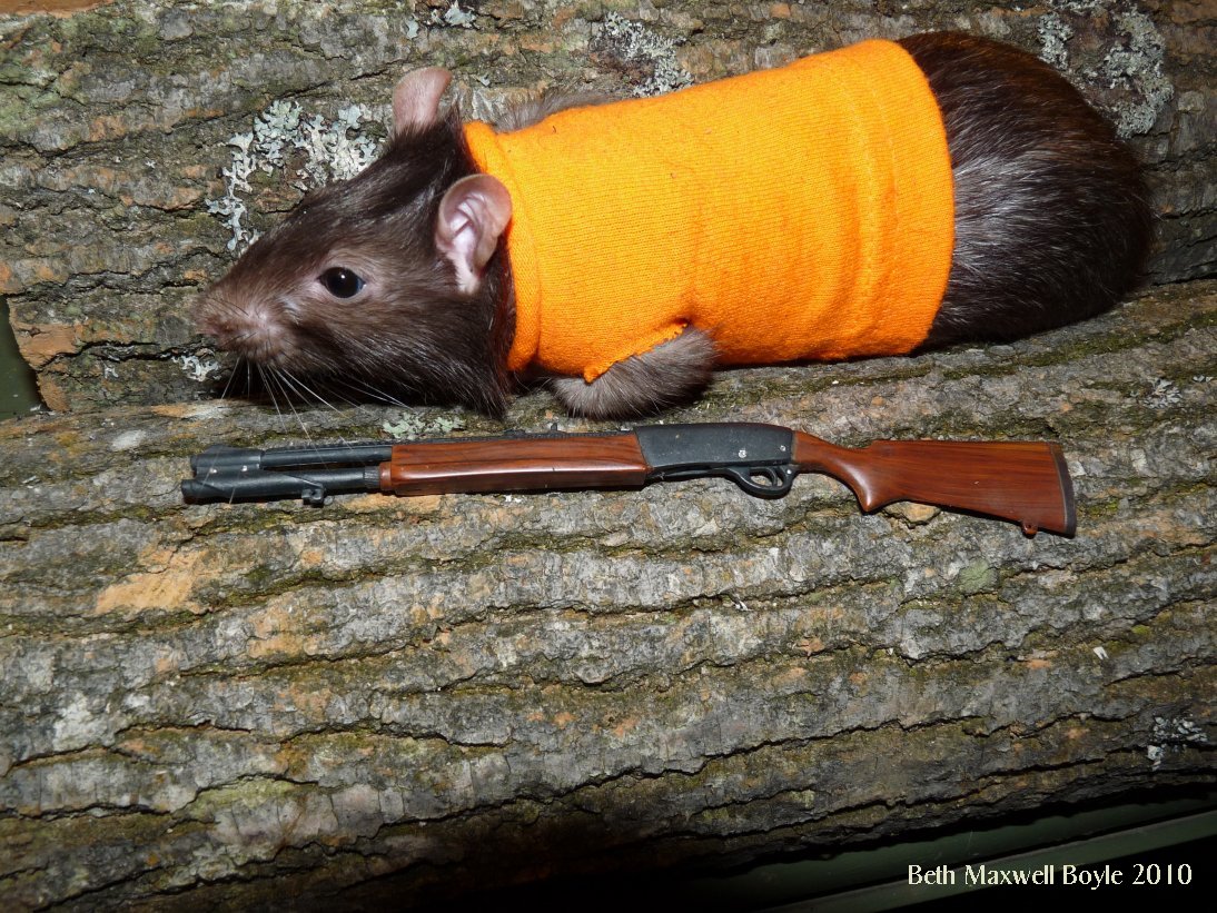 Hill Shepherd Rat Hunter