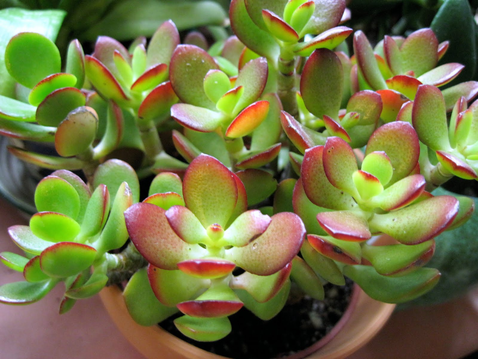 The Secret Gardens My Succulent Garden