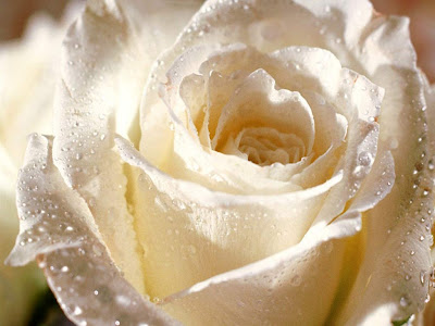 rose flower wallpaper. white rose flowers. white rose