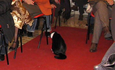 Lettiere per gatti prezi presentation