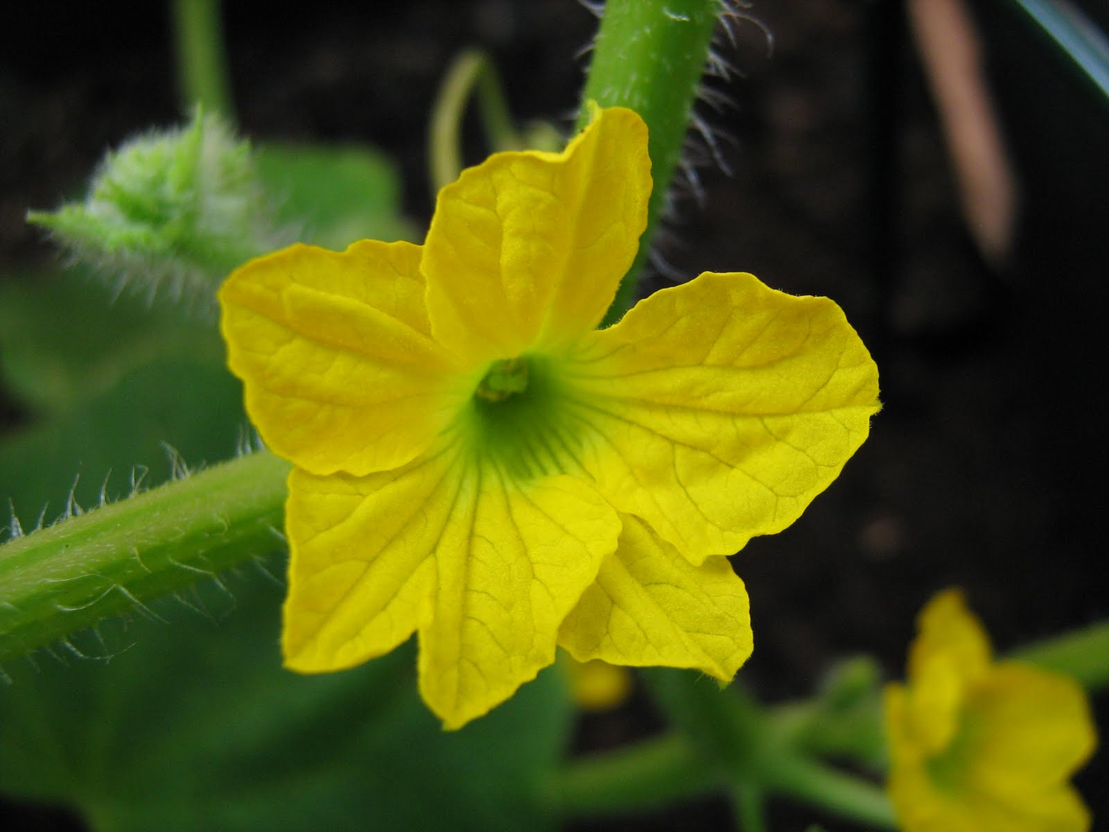 tendrils are so cute