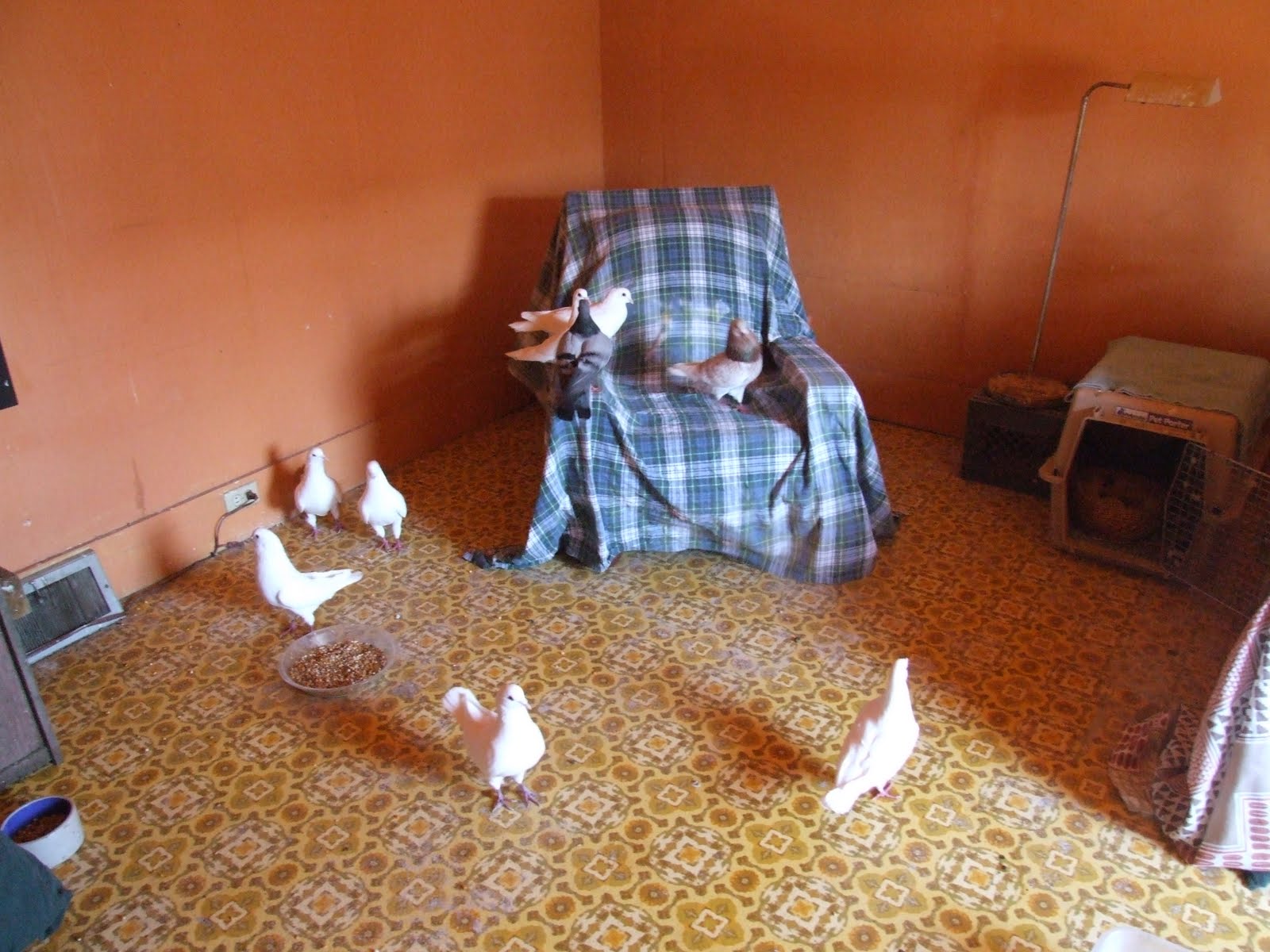 Dove Coop