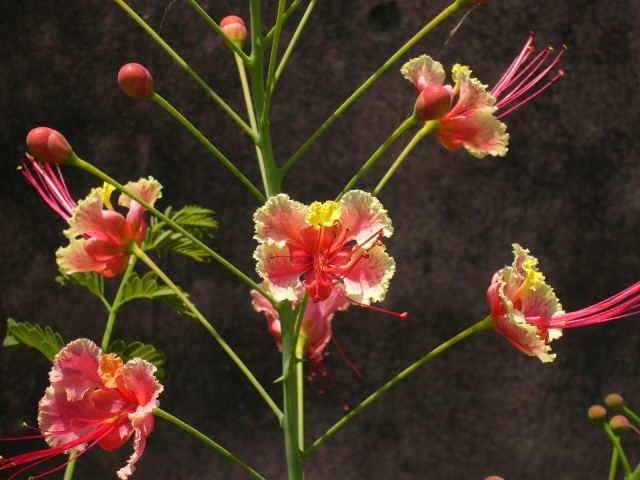 "Gulmohor" or Flame of the Forest . . . Bonsai version