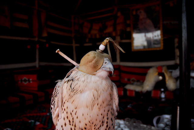 Falcons in Saudi Arabia