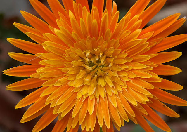 A close-up of a yellow flower