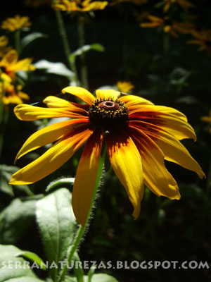 [flor01.jpg]