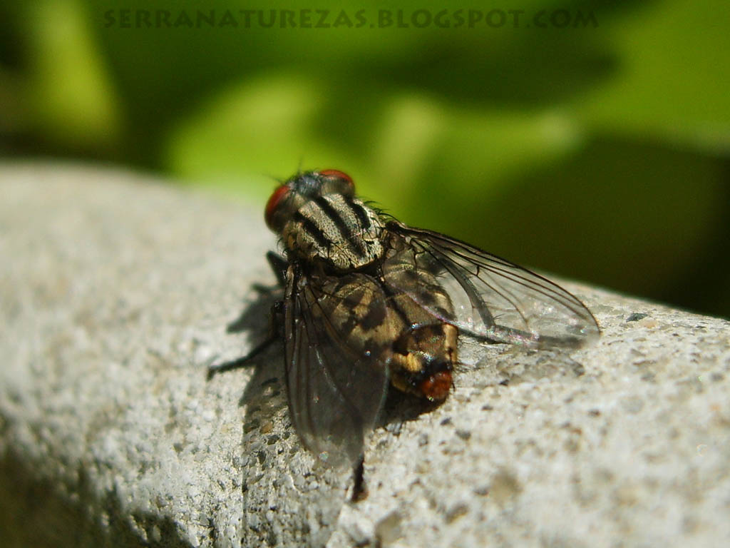 [mosca02.jpg]