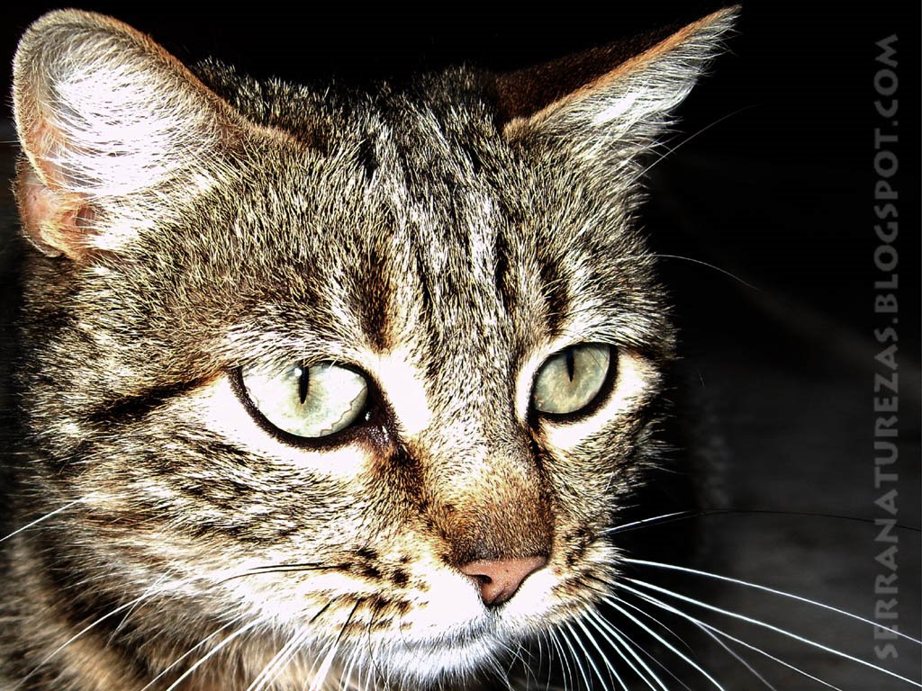 [gato.jpg]