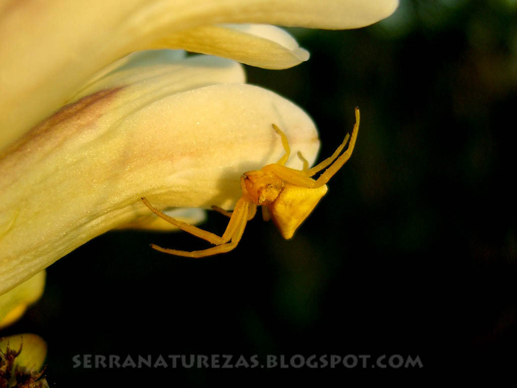 [aranha_amarela.JPG]