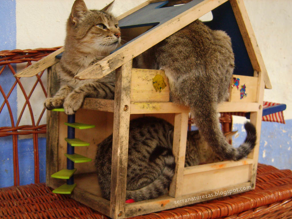 [gatos_casa.jpg]