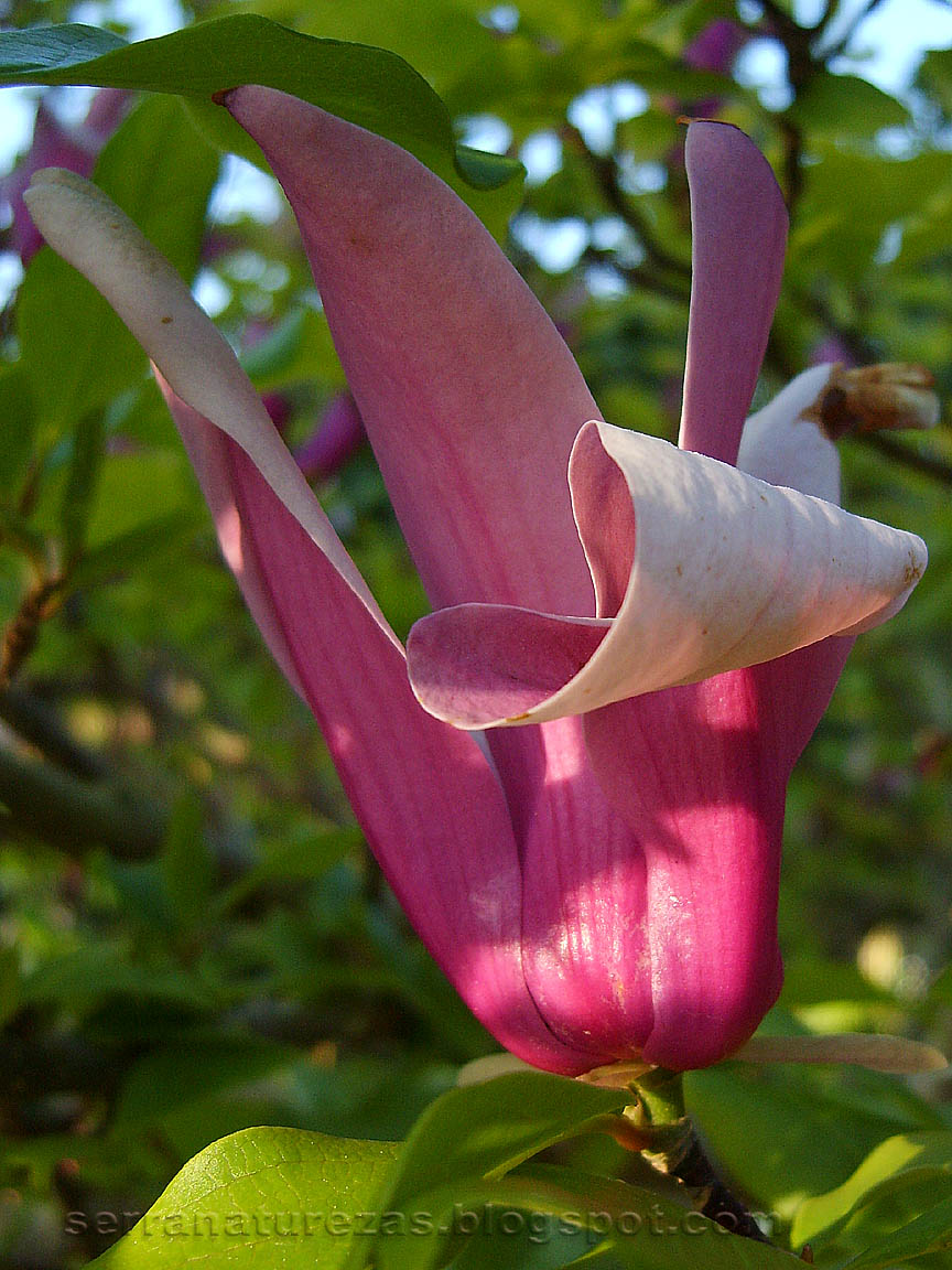 [magnolia.jpg]