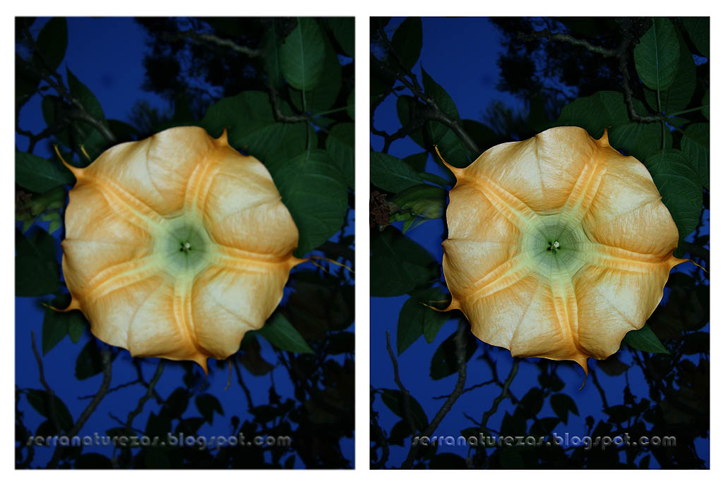 [Datura_b.jpg]