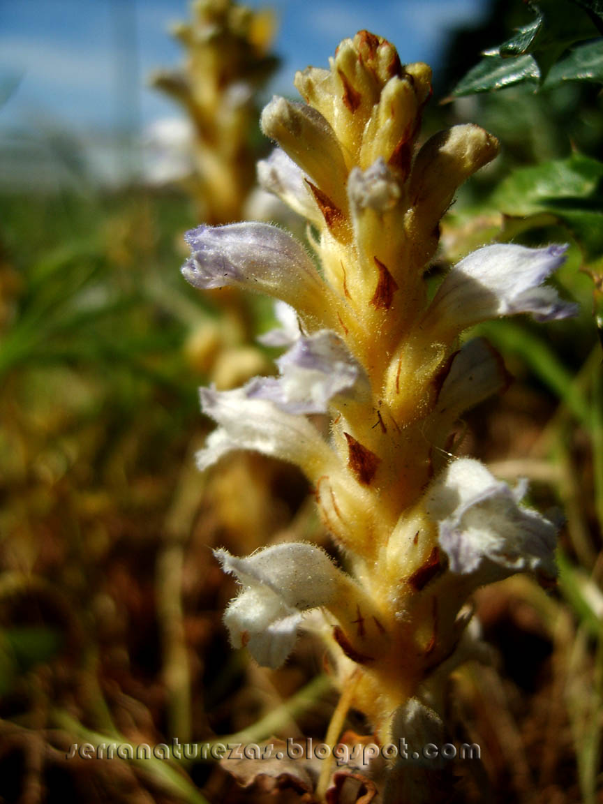 [orobanche_04.jpg]