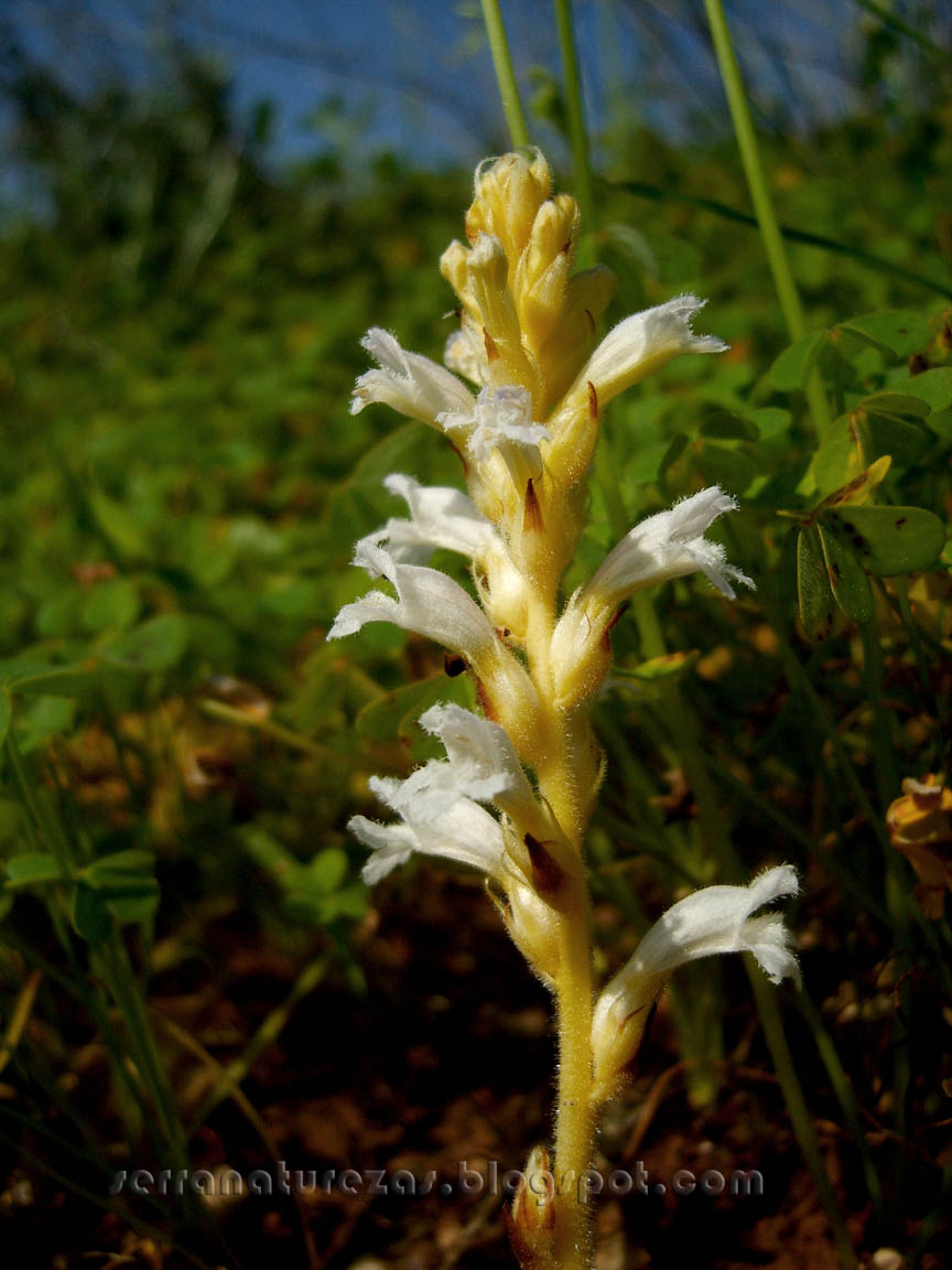 [orobanche_02.jpg]
