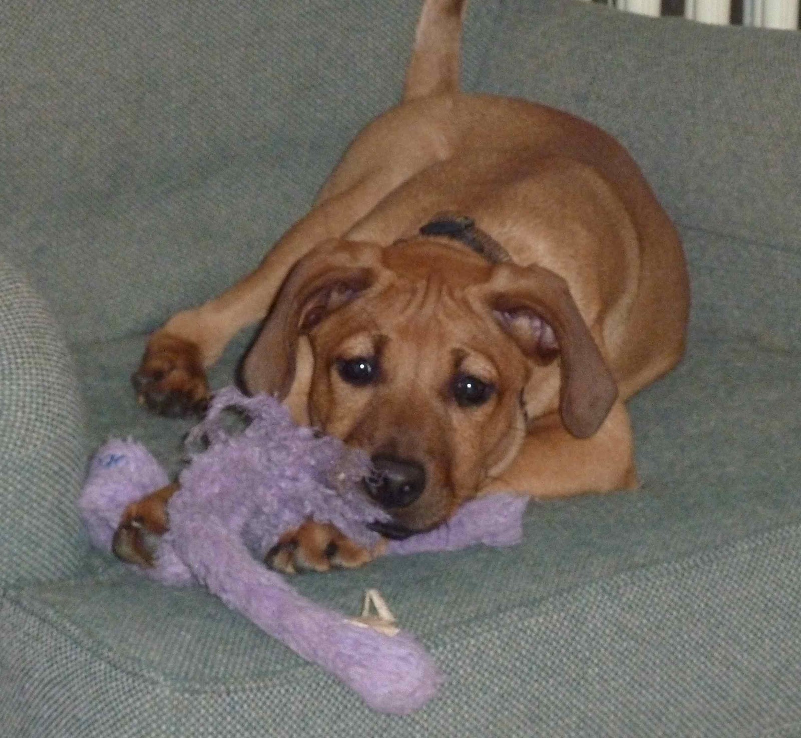 Maybe, just some Rhodesian Ridgeback in the mix? Maybe, just some Rhodesian Ridgeback in the mix?