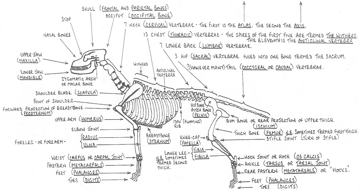 Still evolving - aspiring to be a judge: Skeletal Anatomy Homework