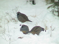 California Quail