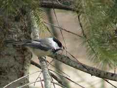 Chickadee