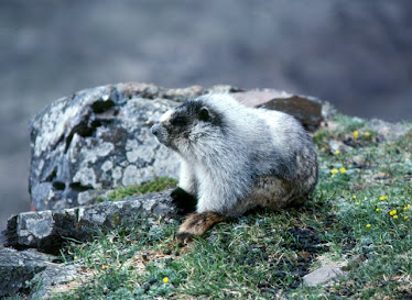 Hoary Marmot