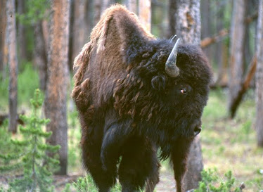 American Bison