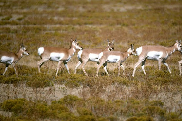 Pronghorn