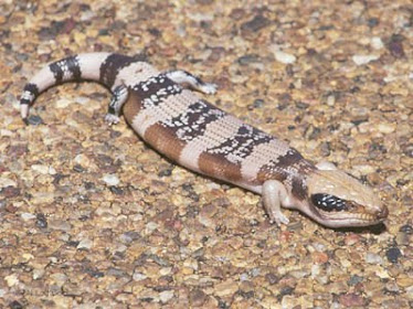 Western Blue-tongue Skink