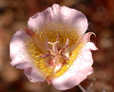Plummers Mariposa Lily