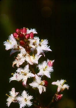 Bogbean, Menyanthes trifoliolata