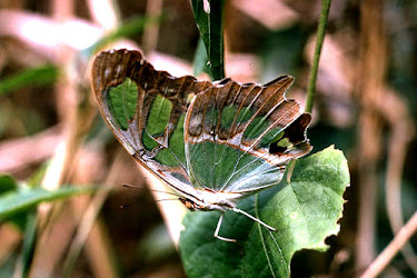 Malachite Butterfly