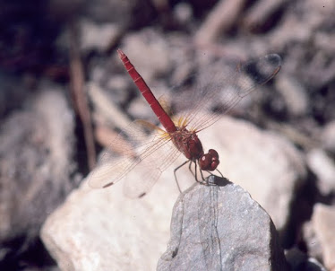 Red Dragonfly