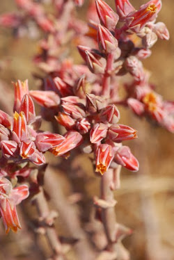 Dudleya lanceolata 2