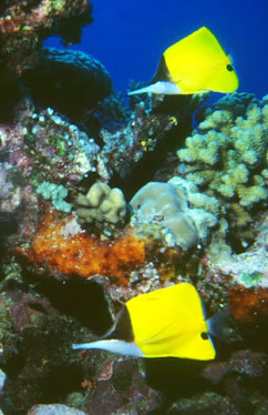 Long-nosed Butterflyfish