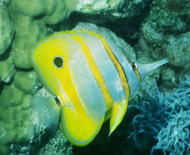 Beaked Coralfish