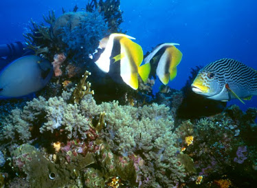 Bannerfish