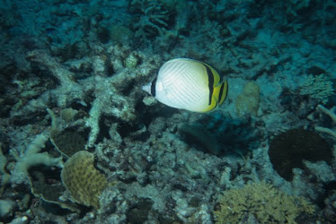 Vagabond Butterflyfish