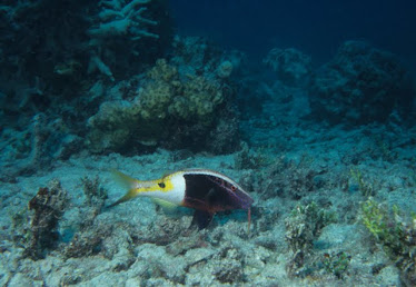 Bicolor Goatfish