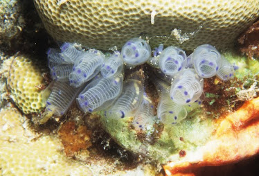 Blue Spot Ascidian, Clavelina moluccensis