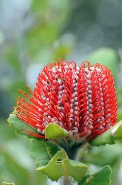 Banksia coccinea 2