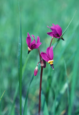 Dodecatheon sp.