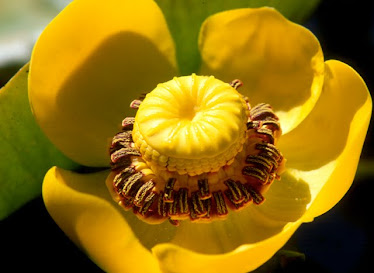 Water Lotus flower
