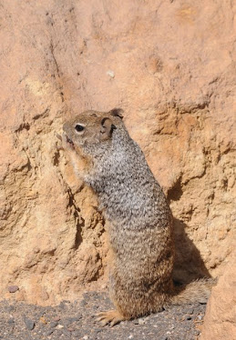 California Ground Squirrel