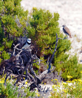 White-fronted Chats, male on left, female on right