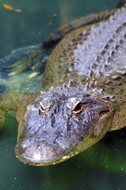 American Alligator 6