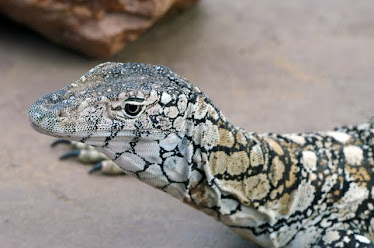 Perentie, Varanus giganteus